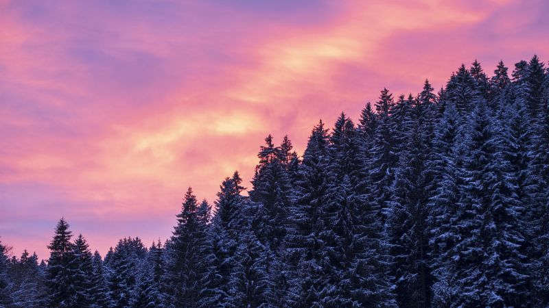 Snow covered, Tall Trees, Sunset, Afterglow, Winter, Purple sky, Scenery, 5K, Wallpaper
