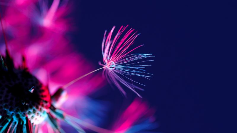 Dandelion seeds, Dandelion flower, Water drop, Blossom, Purple light, Dark background, Blurred, 5K, Wallpaper