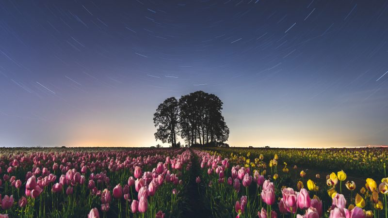 Tulip Field, Star Trails, Pink flowers, Night sky, Long exposure, Landscape, Silhouette, Trees, Flower garden, 5K, Wallpaper