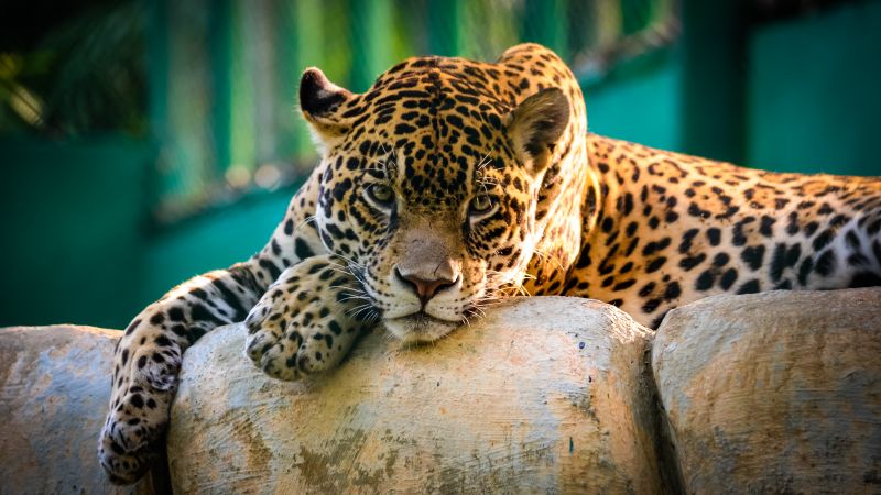Jaguar wild animal carnivore predator big cat zoo 
