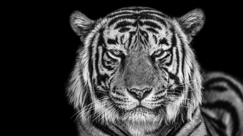 Tiger, Monochrome, Black background, Closeup, Portrait, 5K, Wallpaper