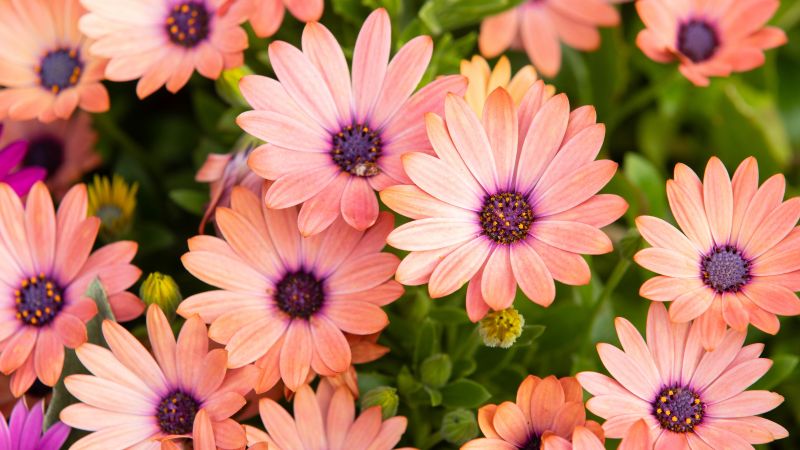 Pink Daisies, Floral Background, Blossom, Bloom, Spring, Closeup, Beautiful, 5K, Wallpaper