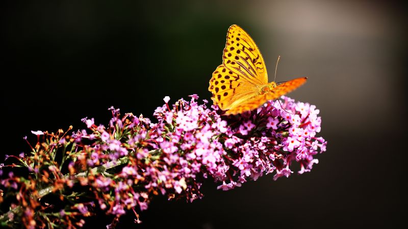 Fritillaries, Butterfly, Yellow, Pink flowers, Selective Focus, Blur background, Closeup, Wallpaper