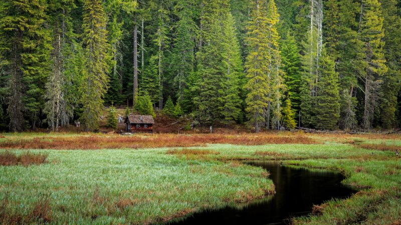 Timothy Lake, Oregon, Green Trees, Forest, Woods, Wooden House, Lakeside, Grass, Early Morning, Landscape, Scenery, 5K, Wallpaper