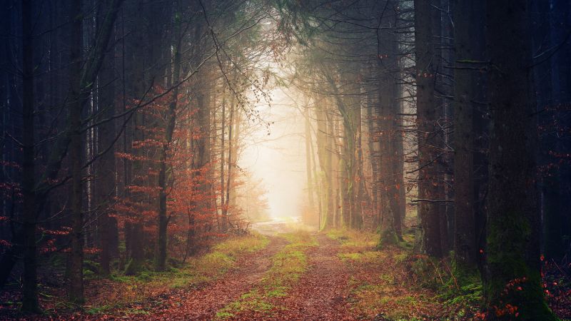 Forest, Autumn, Light, Path, Atmosphere, 5K, Wallpaper