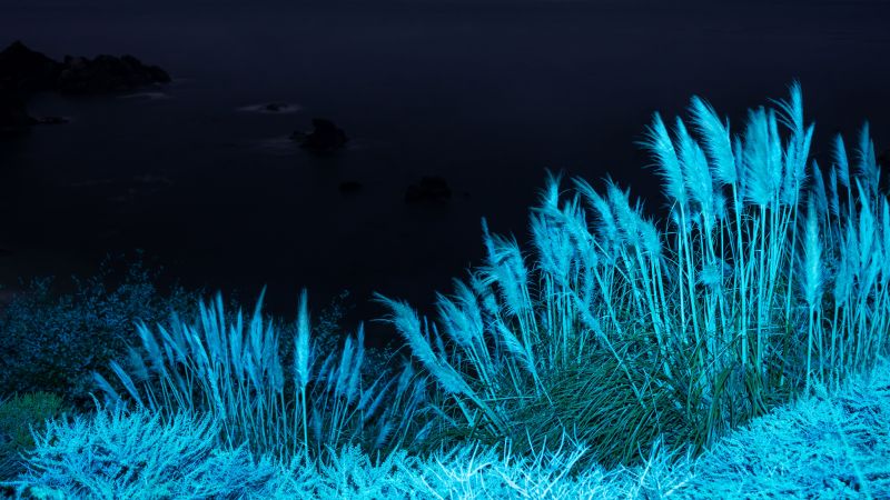 macOS Big Sur, Night, Grass, Infrared vision, Stock, 5K, Wallpaper