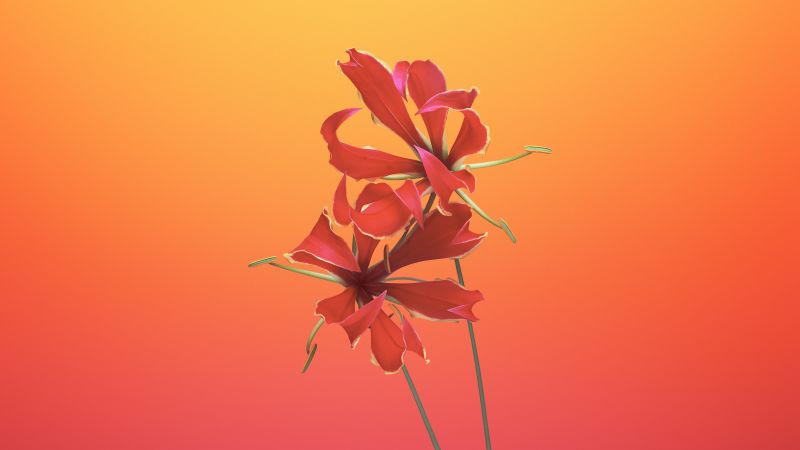 Flame lily, Floral, Gradient background, macOS Mojave, iOS 11, Stock, 5K, Wallpaper