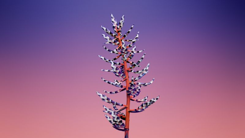 Floral, Gradient background, iOS 11, macOS Mojave, Stock, Aesthetic, 5K, Wallpaper