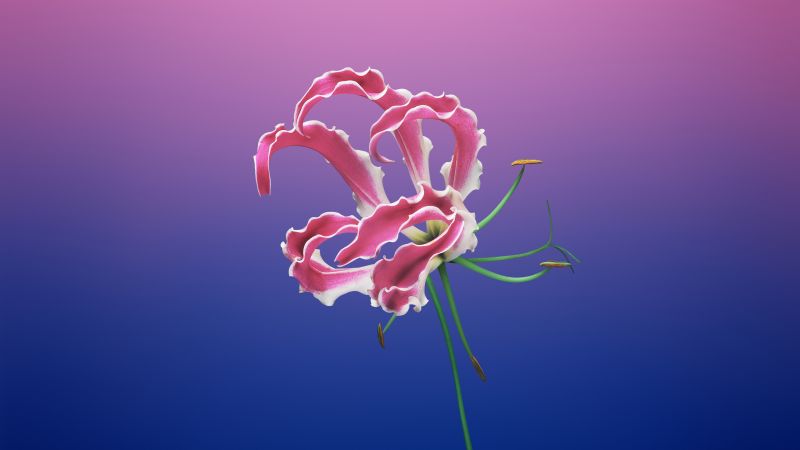 Floral, Gradient background, iOS 11, macOS Mojave, Stock, Girly, Aesthetic, 5K, Wallpaper