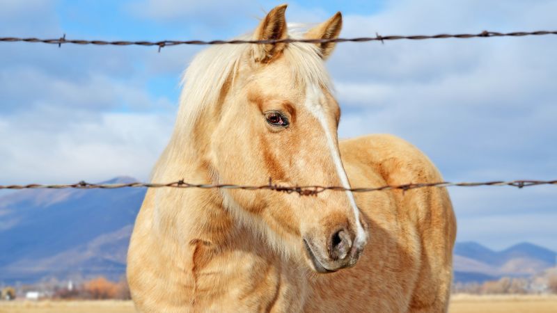 Horse close up fence portrait bokeh 