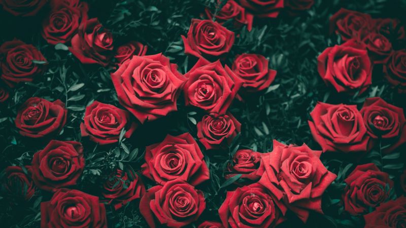 Red Roses, Floral Background, Blossom, Bloom, Closeup, Beautiful, 5K, Wallpaper