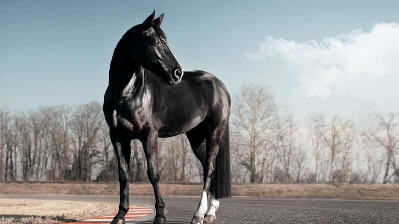 Black horse, Race track, Clear sky, Wallpaper