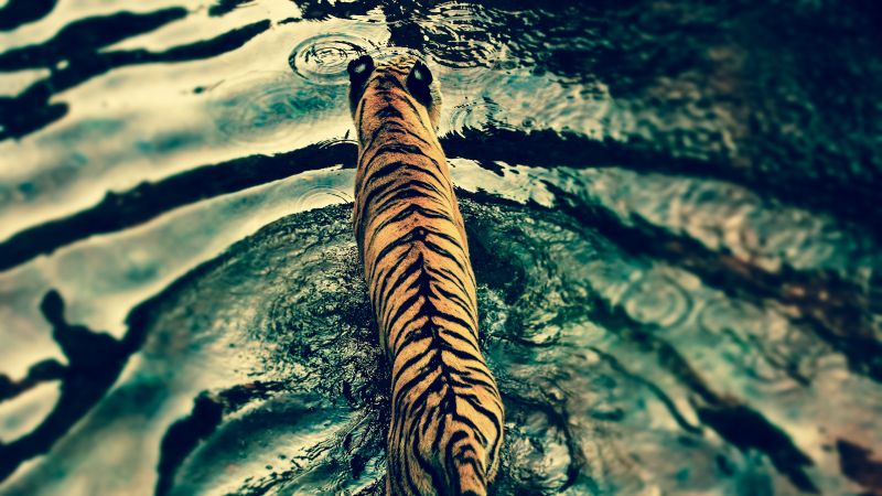 Tiger walking top view water ripples texture big cat 