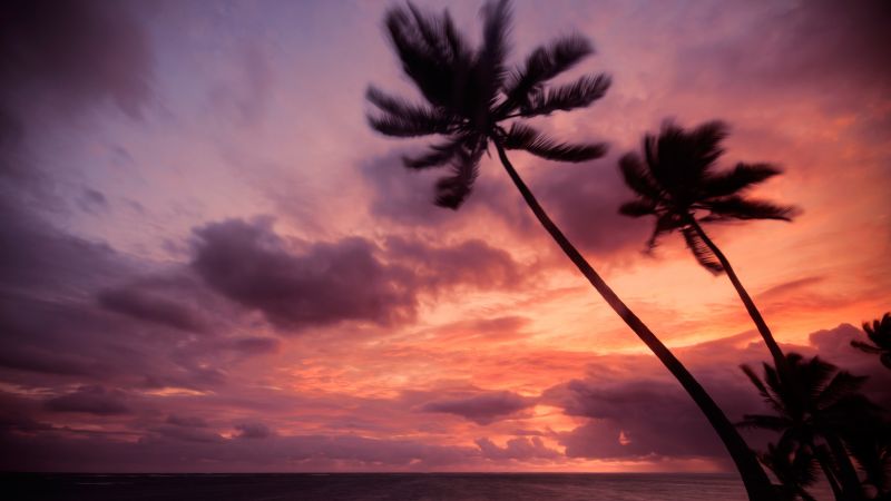 Punta Cana, Dominican Republic, Purple sky, Cloudy Sky, Seascape, Silhouette, Sunrise, Horizon, Palm trees, Tropical, Wallpaper