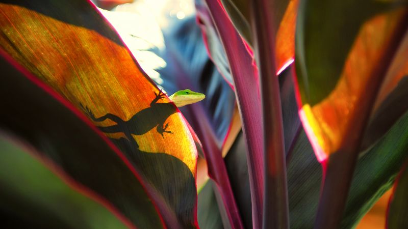 Green Lizard, Silhouette, Plant Leaves, Closeup Photography, Reptile, Peek, Selective Focus, Wallpaper