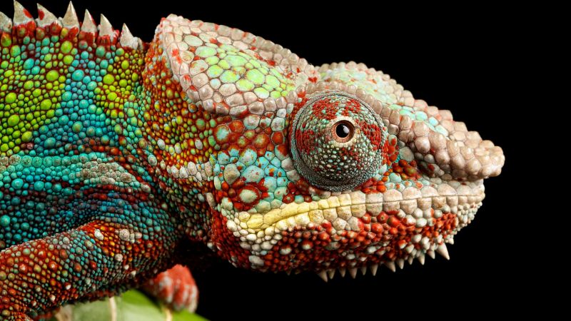 Chameleon, Lizard, Multicolor, Closeup, Macro, Pattern, Black background, AMOLED, HDR, Wallpaper