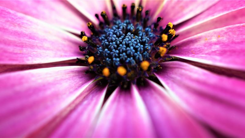 Pink Daisy, Closeup, Macro, Pink flowers, Spring, Blossom, Bloom, Petals, Selective Focus, Flora, Pattern, 5K, Wallpaper
