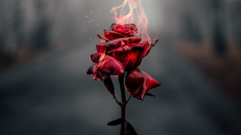 Rose flower, Fire, Burning, Dark, Aesthetic, Wallpaper