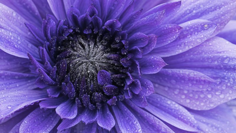 Violet flowers, Closeup, Macro, Water drops, Dew Drops, Blossom, Bloom, Spring, Flora, Petals, 5K, Wallpaper