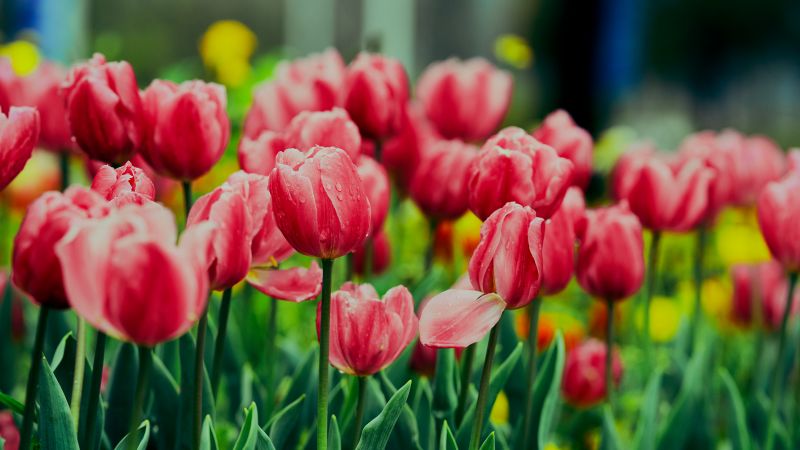 Pink Tulips, Flower garden, Greenery, Wet Flowers, Blossom, Bloom, Floral, 5K, 8K, Wallpaper