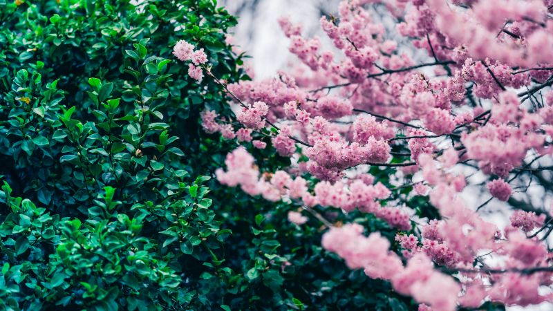 Cherry blossom, Green leaves, Pink flowers, Spring, Beautiful, Greenery, 5K, 8K, Wallpaper