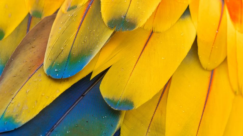 Macaw Feathers, Pattern, Multicolor, Colorful, Closeup, Macro, Water drops, Texture, Scarlet macaw, Wallpaper