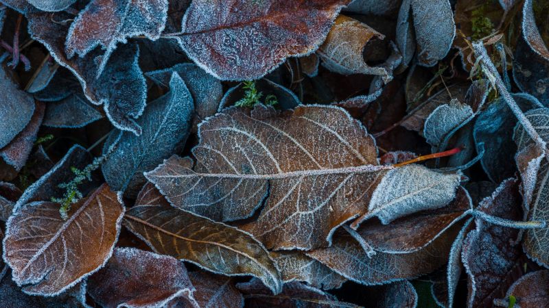Frozen Leaves, Winter, Dry Leaves, Foliage, Leaf Background, Wallpaper