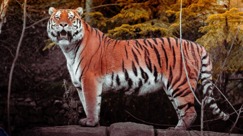 Tiger, Big cat, Wildlife, Forest, Predator, Carnivore, Walking, Panoramic, Zoo, 5K, Wallpaper
