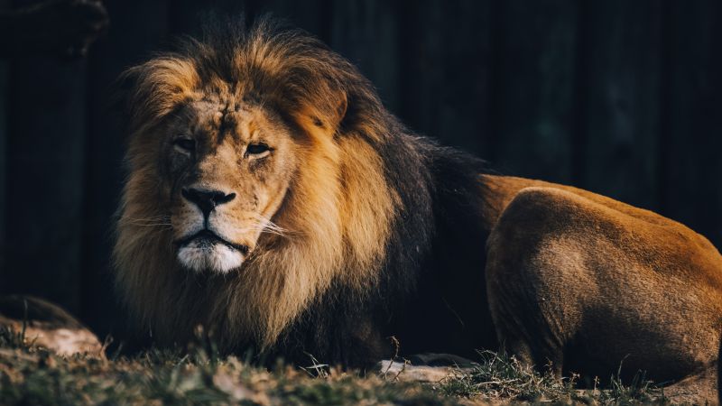 Lion, Wildlife, Carnivore, Predator, Zoo, Safari ride, 5K, Wallpaper