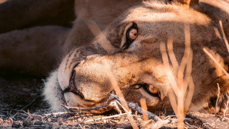 Lioness stare on the ground carnivore predator day time 