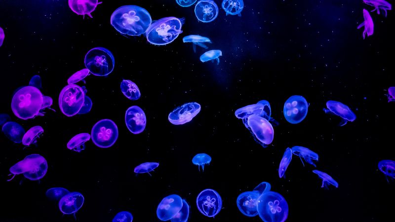 Jellyfishes blue purple black background underwater glowing 