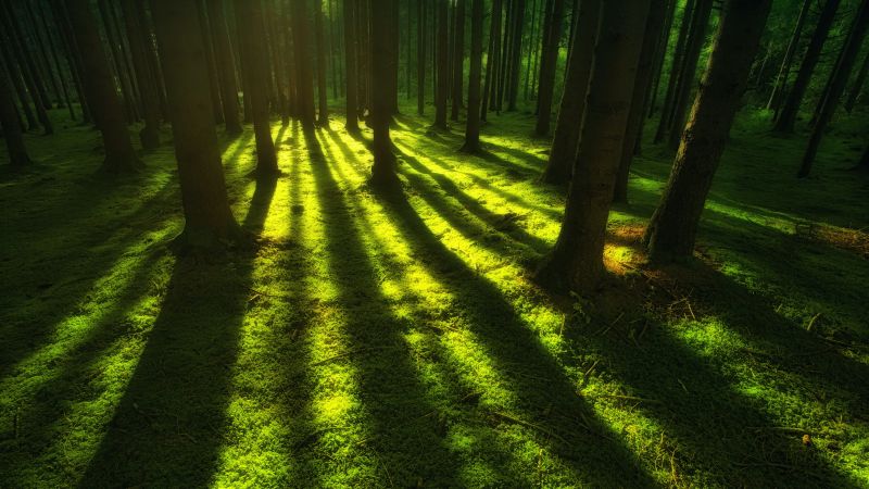 Forest, Trees, Shadow, Daylight, Green, Shadow, Wallpaper