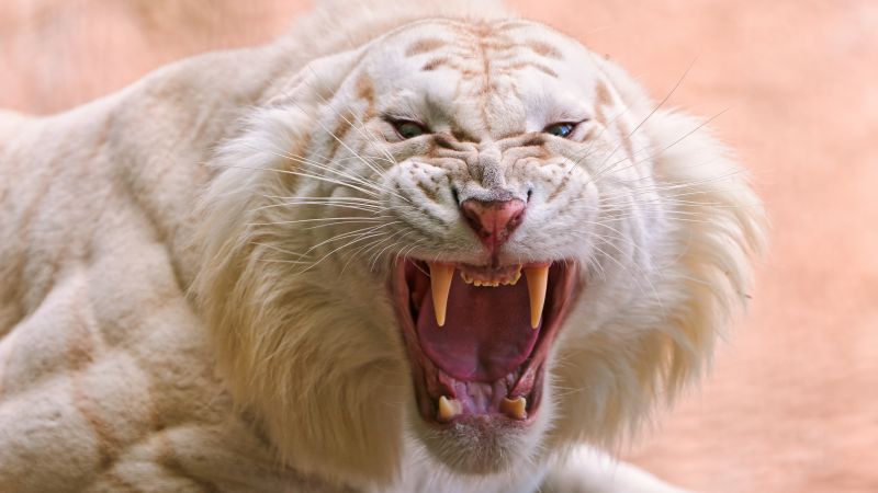White tiger roaring zoo rare animals wild animals predator 