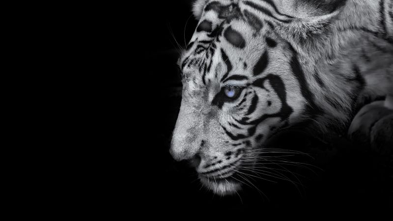 White tiger, Black background, 5K, Wallpaper