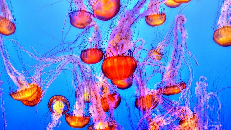 Orange Jelly Fishes, Blue background, Underwater, Marine life, Sea Life, Monterey Bay Aquarium, Wallpaper