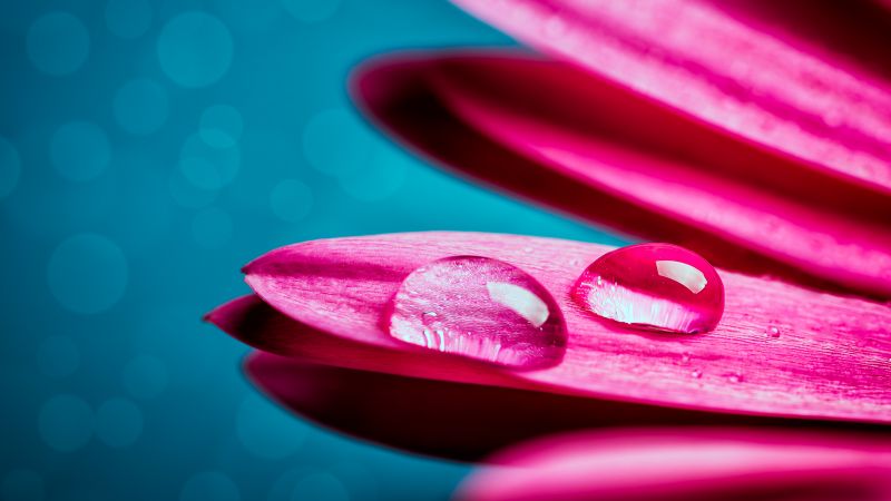 Water droplets, Gerbera flower, Petals, Closeup, Macro, Pink flower, Bokeh, Selective Focus, 5K, Wallpaper