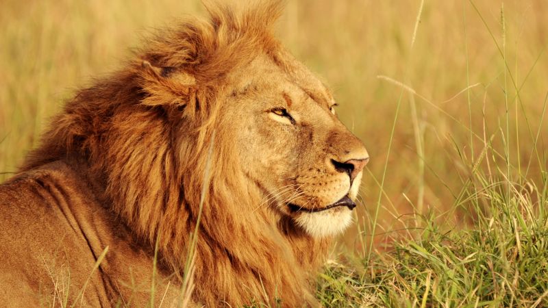 African lion big cat predator wild animal portrait safari 