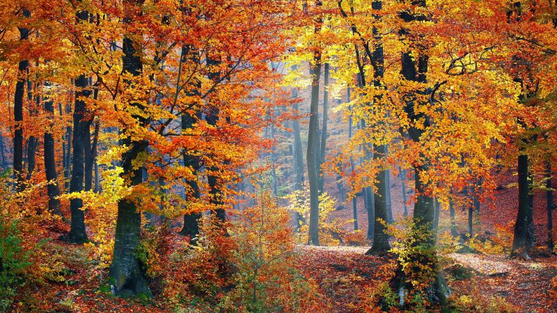 Autumn trees, Fallen Leaves, Seasons, Forest, Landscape, Scenery, Woods, Wallpaper
