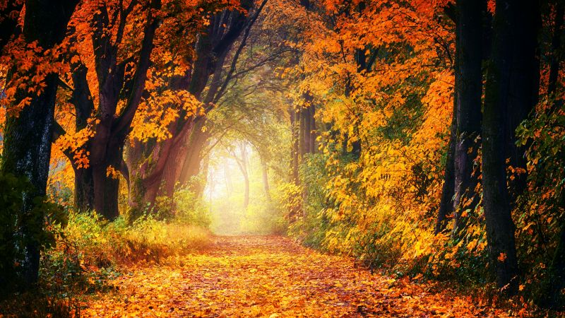 Forest, Dirt road, Maple trees, Autumn, Fall, Light, 5K, Wallpaper