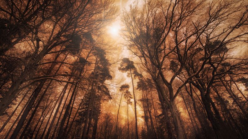 Woods, Forest, Tall Trees, Fire effect, Landscape, Digital composition, 5K, Wallpaper