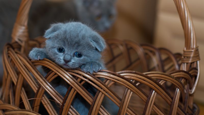 Russian Blue Kitten, Cat, Brown Basket, Pet, Kawaii, Feline, Sad, Mood, 5K, Wallpaper