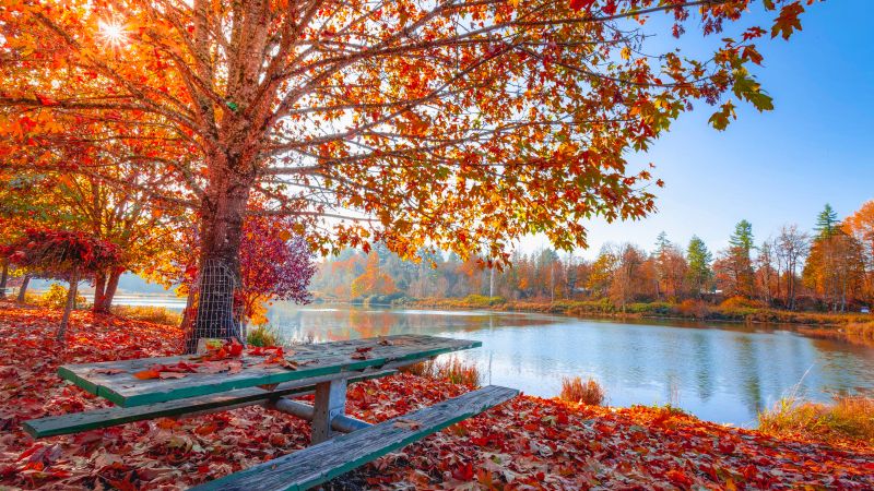 Autumn Fall, Maple tree, Foliage, Autumn leaves, Sun light, Body of Water, Wooden bench, Lake, Landscape, Scenery, 5K, Wallpaper