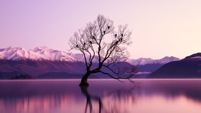 Withered Tree, Glacier mountains, Snow covered, Dusk, Mountain range, Landscape, Scenery, Long exposure, Body of Water, Reflection, 5K, Wallpaper