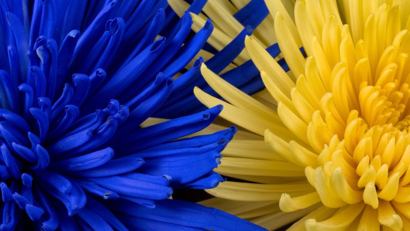 Blue flower, Yellow flower, Closeup, Macro, Blossom, Bloom, Spring, Floral Background, Petals, 5K, Wallpaper