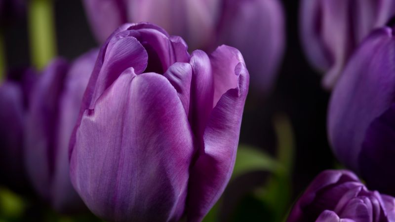 Purple tulips, Closeup, Macro, Bokeh, Blossom, Bloom, Spring, Garden, Petals, 5K, Wallpaper