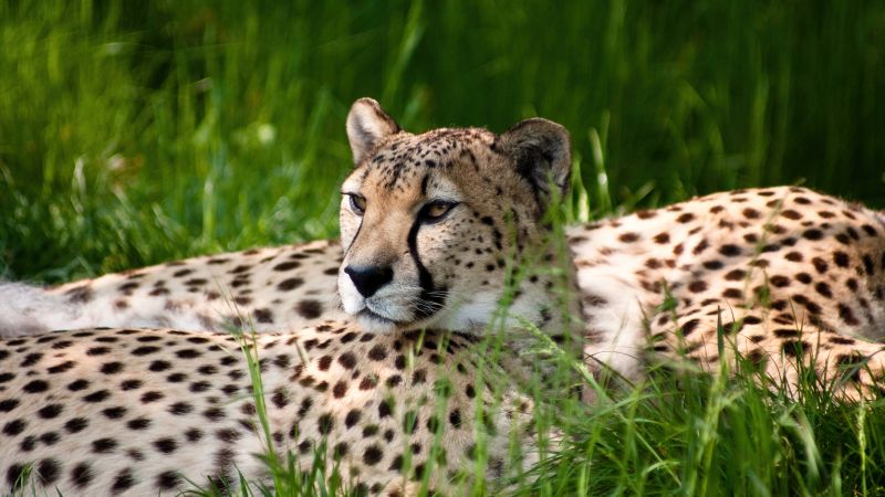 Cheetah, Grass, Wild animals, Cologne Zoological Garden, Germany, Beauty, Wallpaper