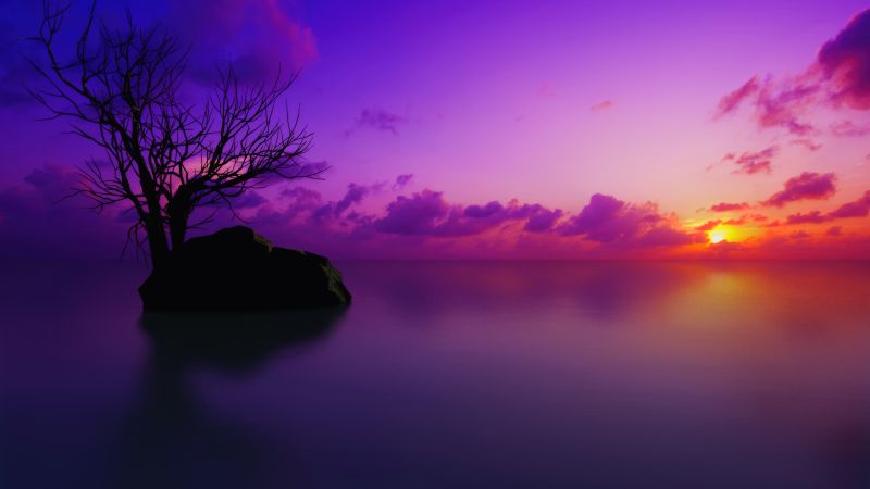 Maldives, Sunset, Lone tree, Purple sky, Clouds, Sun, Dusk, Vivid, Wallpaper