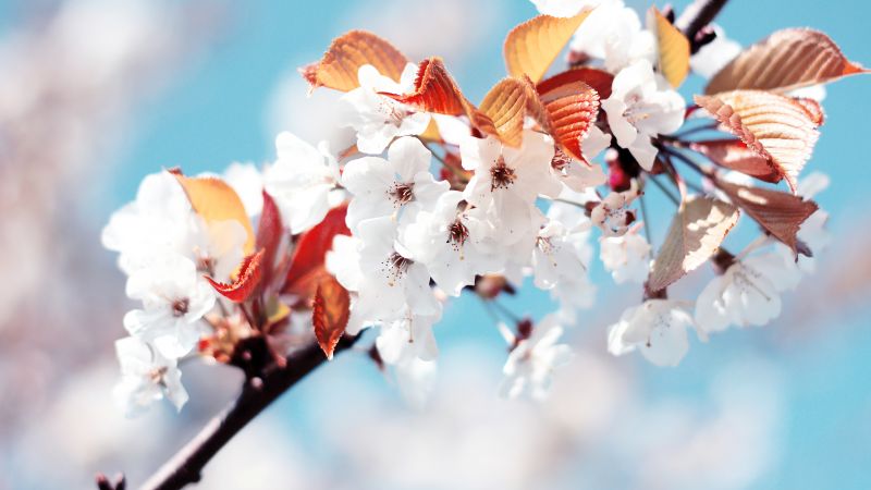 Cherry blossom, Cherry flowers, Spring, France, White flowers, Wallpaper