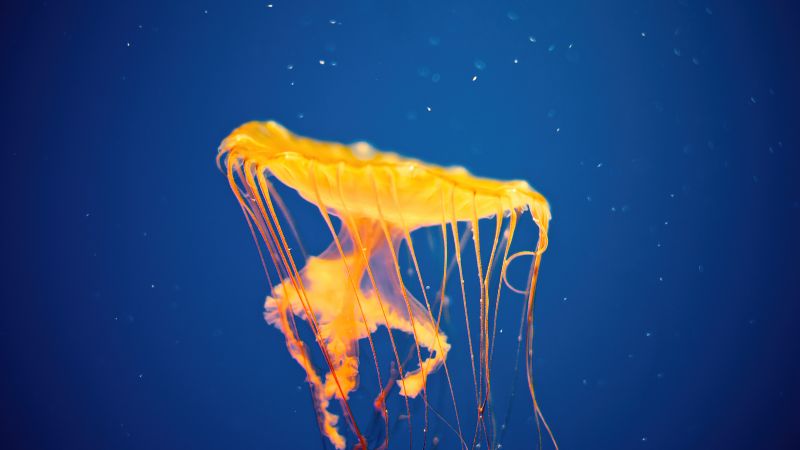 Jellyfish, National Aquarium, Baltimore, Maryland, Underwater, Blue background, Aesthetic, Wallpaper