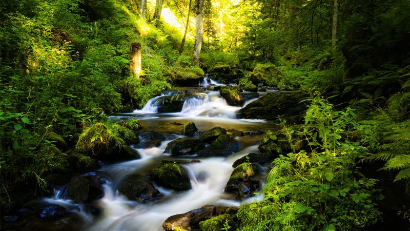 Black Forest, Tropical forest, Waterfall, Long exposure, Landscape, Stream, Green, Scenic, Wallpaper